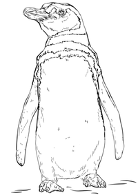 pinguin-1