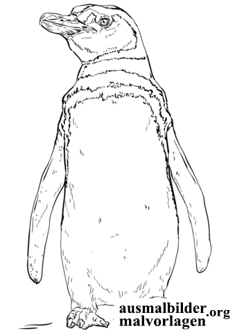 pinguin-1.png