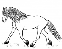 pferde-8