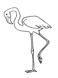 flamingo-4