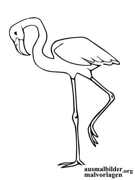 flamingo-4.jpg