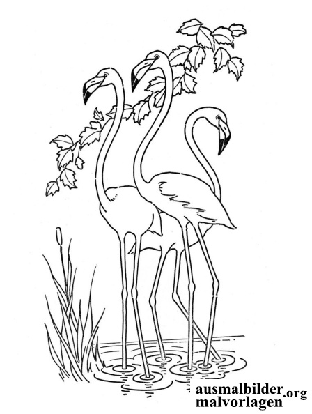 flamingo-6.jpg