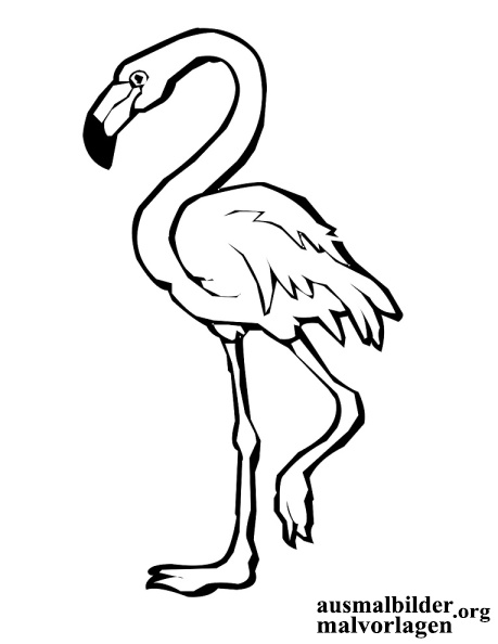 flamingo-7.jpg