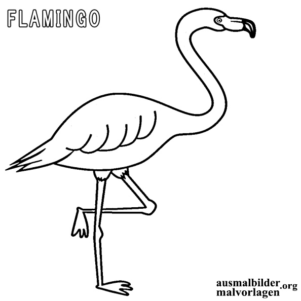 flamingo-10.jpg